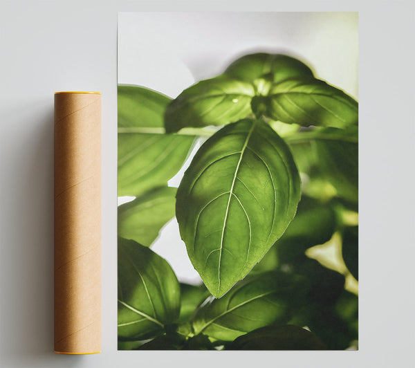 Emerald Basil Light Poster