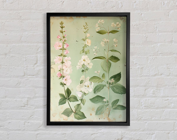 Delicate Plant