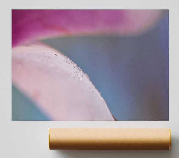 Pink Petal Dewdrops Print