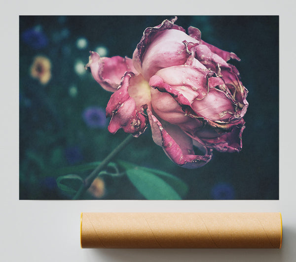 Faded Pink Remembrance Giclee Print