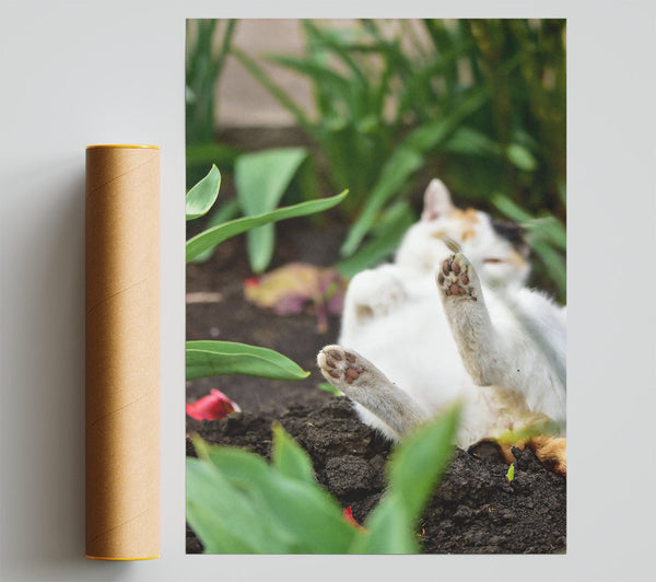White Paws In The Dirt Print