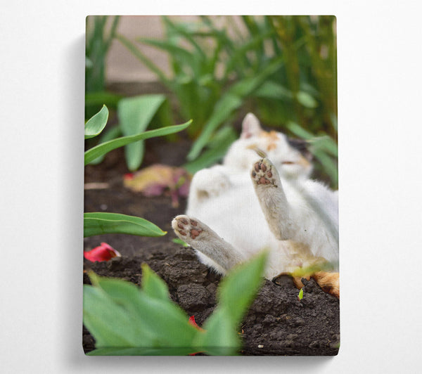  A Canvas Print of White Paws In The Dirt Canvas Print