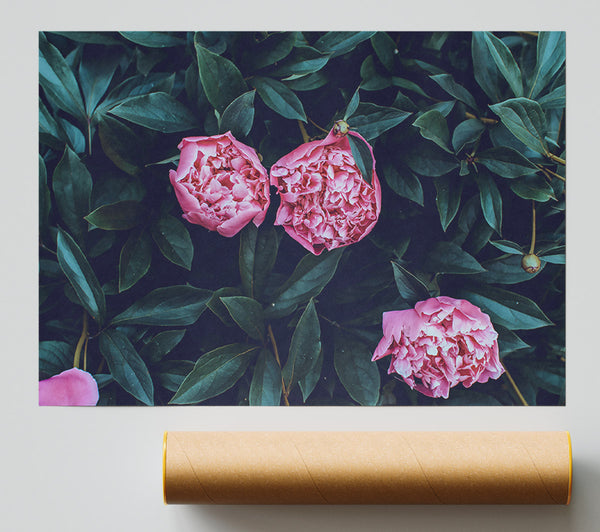Pink Peonies In Bloom Print
