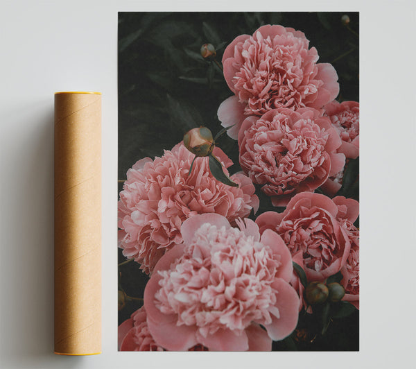 Blush Peony Blooms Giclee Print
