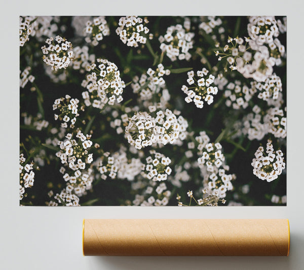 White Blooms In Bloom Print