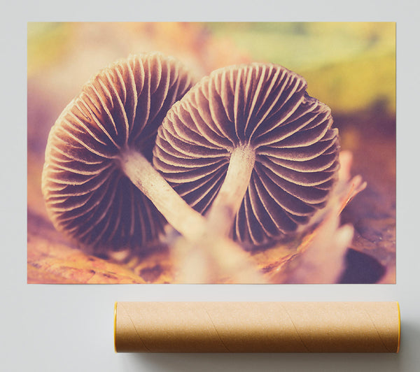 Brown Forest Mushrooms Poster