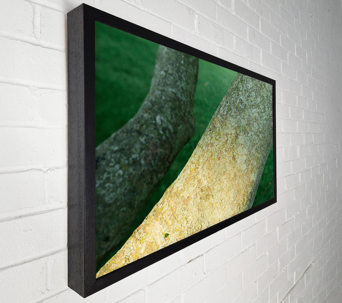  A Canvas Print of Green Bark Embrace Canvas Art
