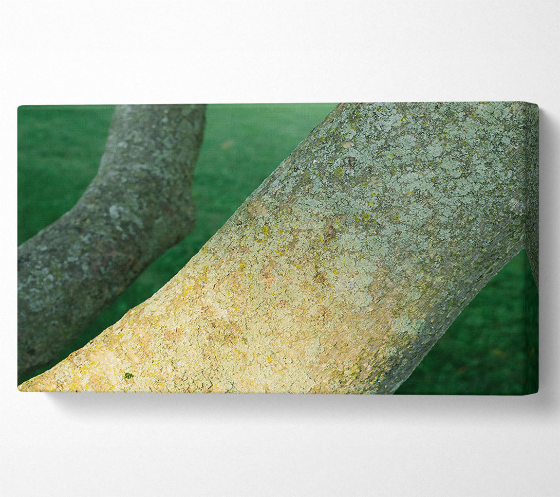  A Canvas Print of Green Bark Embrace Canvas Art