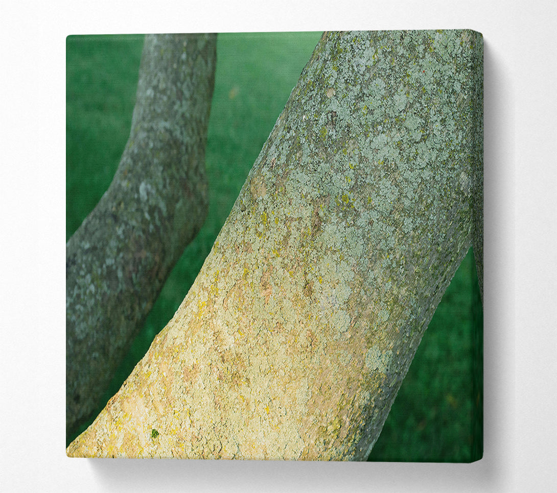  A Canvas Print of Green Bark Embrace Canvas Art