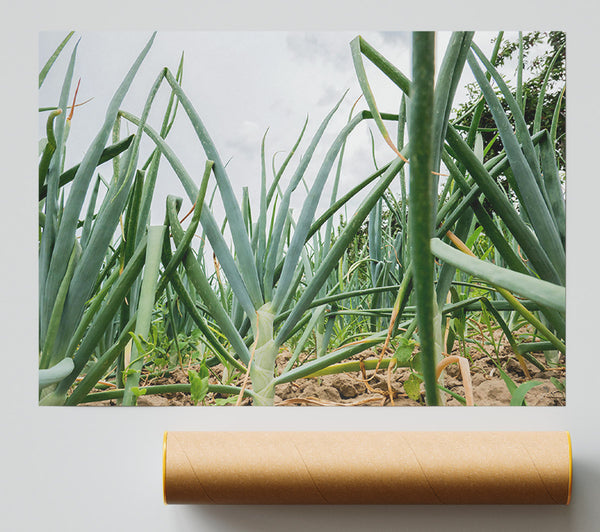 Emerald Green Onions Giclee Print
