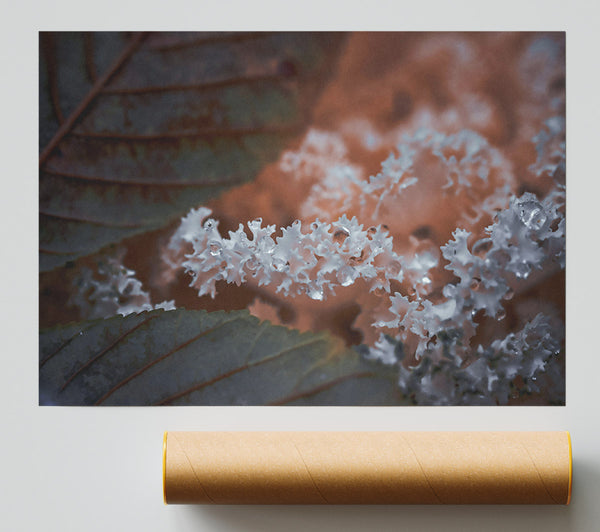White Dewy Flowers Poster