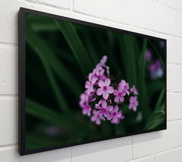 Pink Blooms In The Green