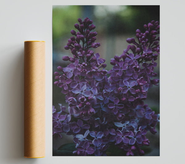 Purple Lilac Bouquet Print