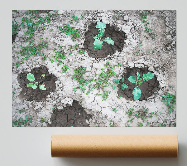 Green Shoots In White Soil Poster