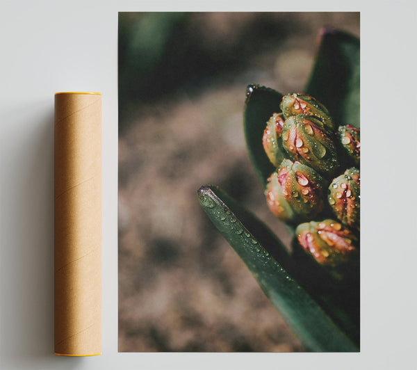 Green Dewy Bud Poster