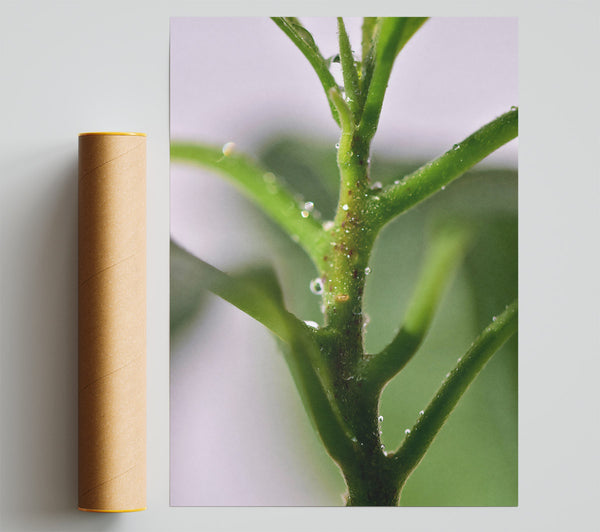 Green Stem Dewdrops Poster