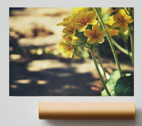 Yellow Blooms In Sunlight. Print
