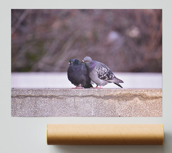 Black And Grey Lovebirds Giclee Print