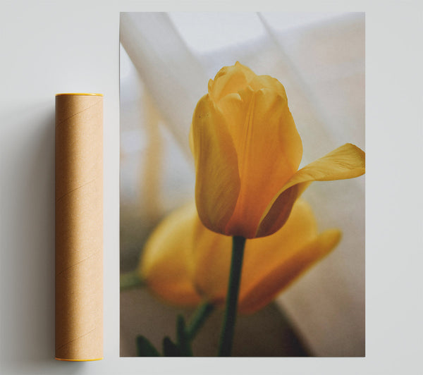 Pale Yellow Tulip Bloom Giclee Print