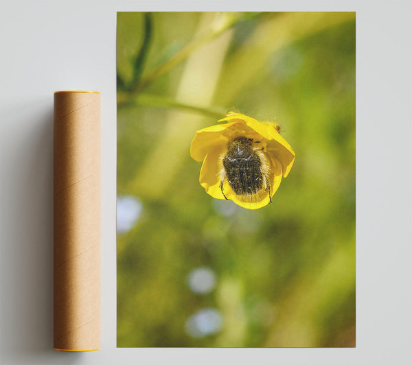 Yellow Flower Bug Giclee Print