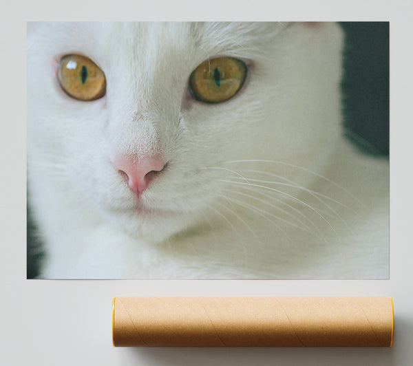Golden Gaze White Fur Giclee Print