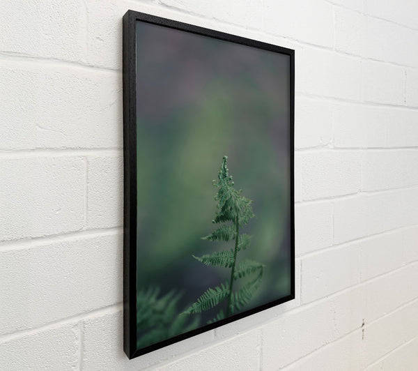 Green Fern Unfurling