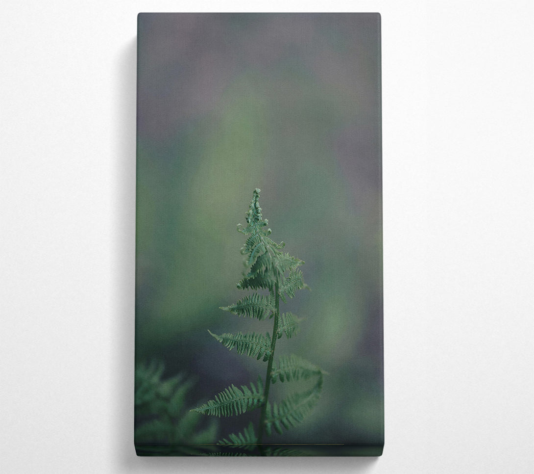  A Canvas Print of Green Fern Unfurling Canvas Art