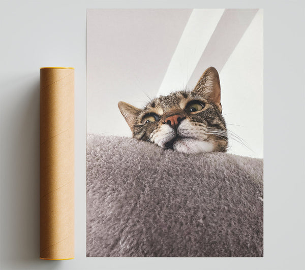 Gray Cat'S View Print