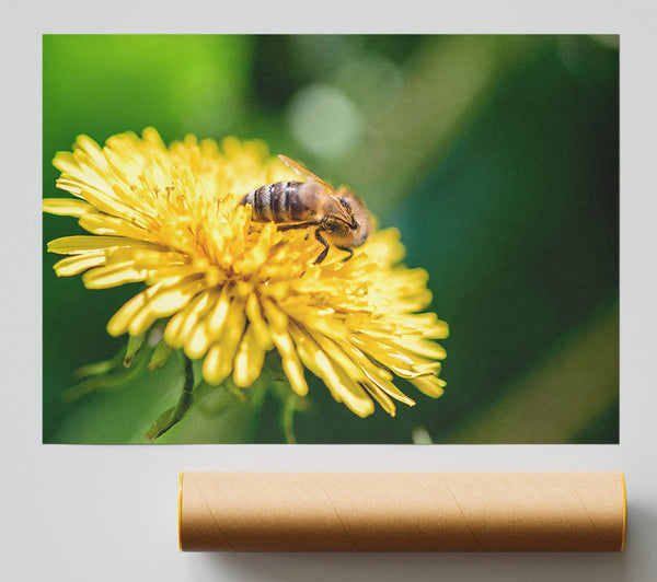 Golden Pollen Feast Print