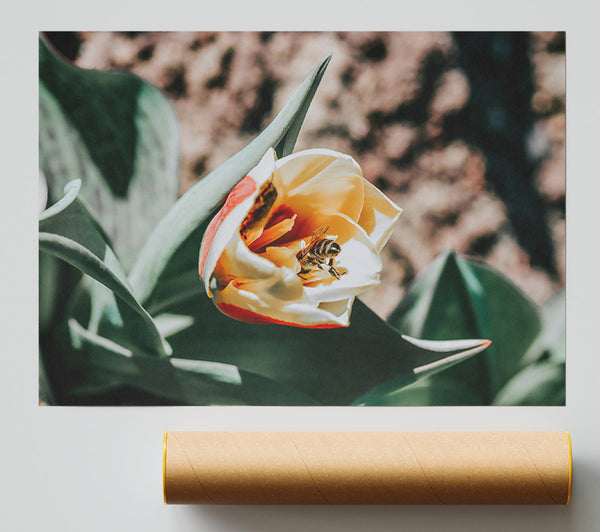 Yellow Tulip & Bee Poster