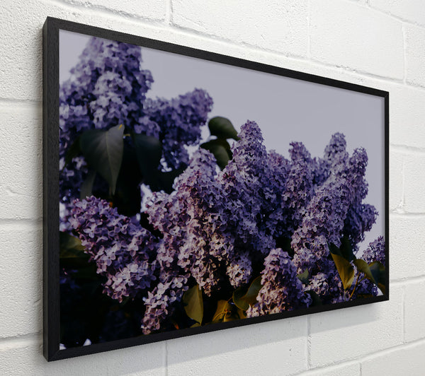 Lavender Lilac Bloom