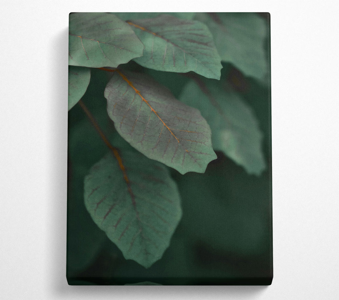  A Canvas Print of Emerald Leaf Veins Canvas Print