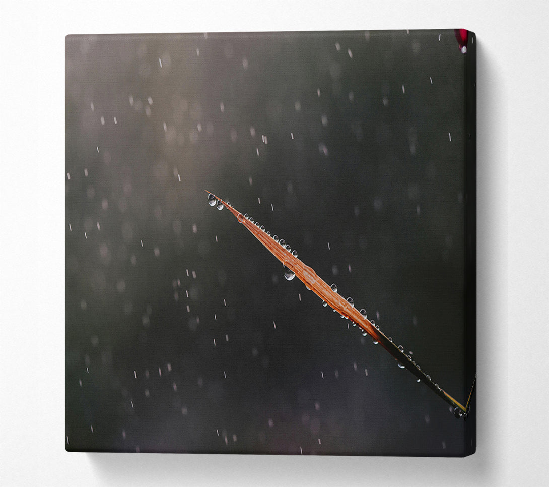  A Canvas Print of The Gray Rain Drop Canvas Art