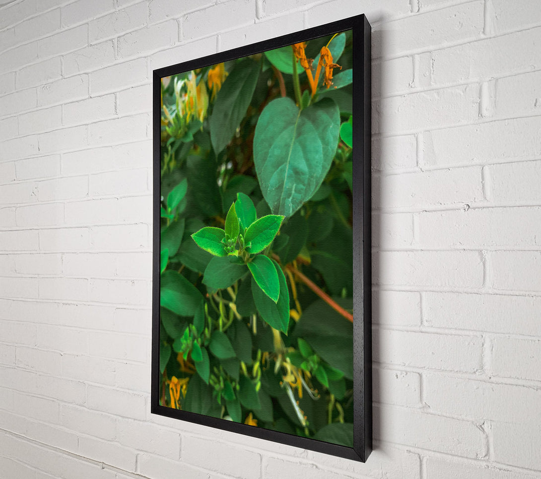  A Canvas Print of Emerald Green Sprout Canvas Print
