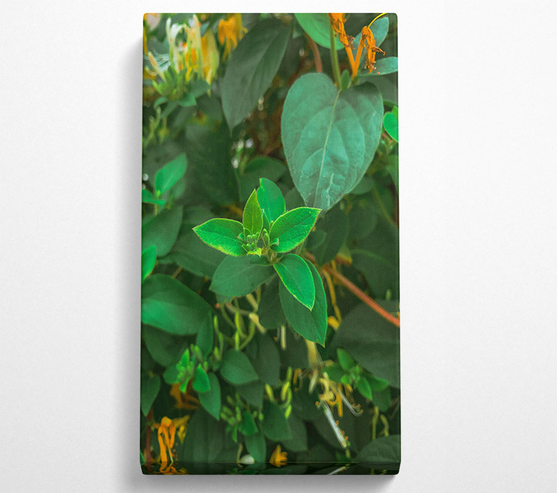  A Canvas Print of Emerald Green Sprout Canvas Print