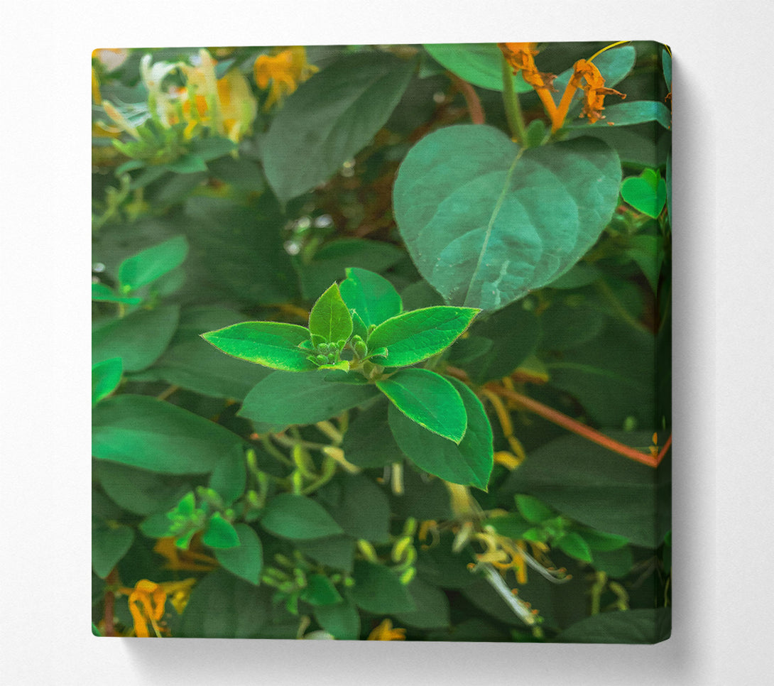  A Canvas Print of Emerald Green Sprout Canvas Print
