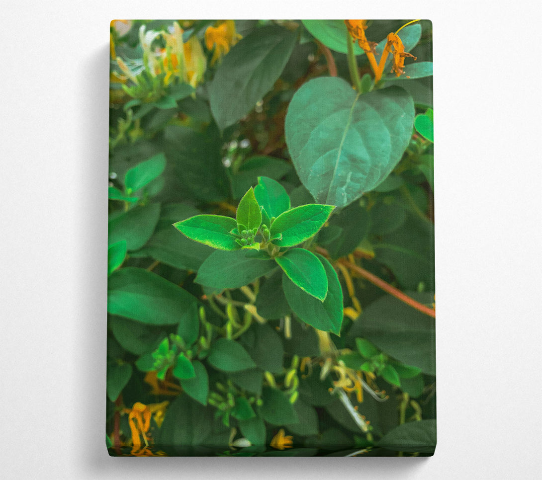  A Canvas Print of Emerald Green Sprout Canvas Print