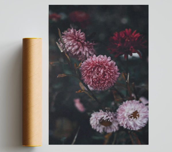 Pink Blooms In Darkness Print