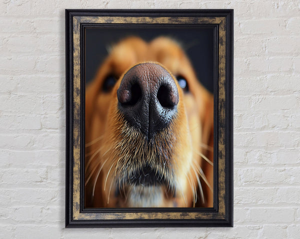 Dog Sniffing Framed Print
