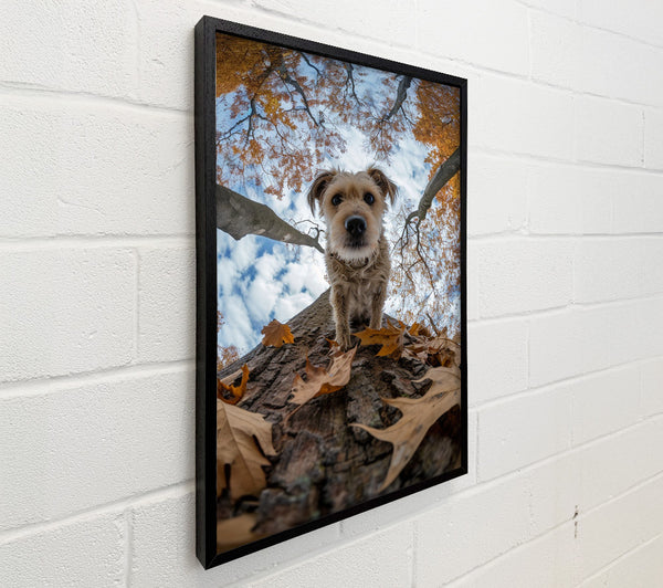 Dog Walking Down The Tree