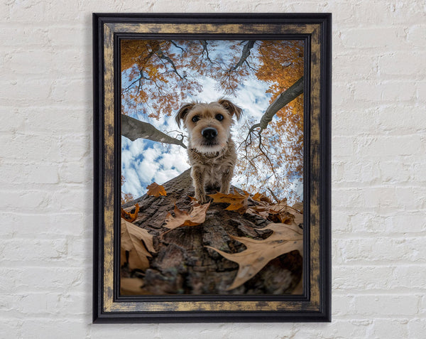 Dog Walking Down The Tree Framed Print
