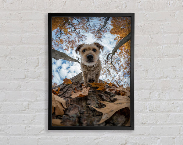 Dog Walking Down The Tree Framed Print