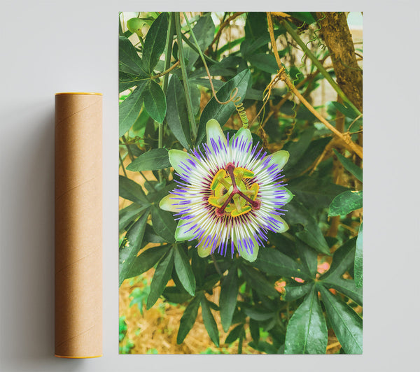 Purple Passion Flower Bloom Print