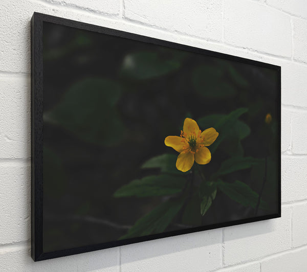 Golden Bloom In Shadow