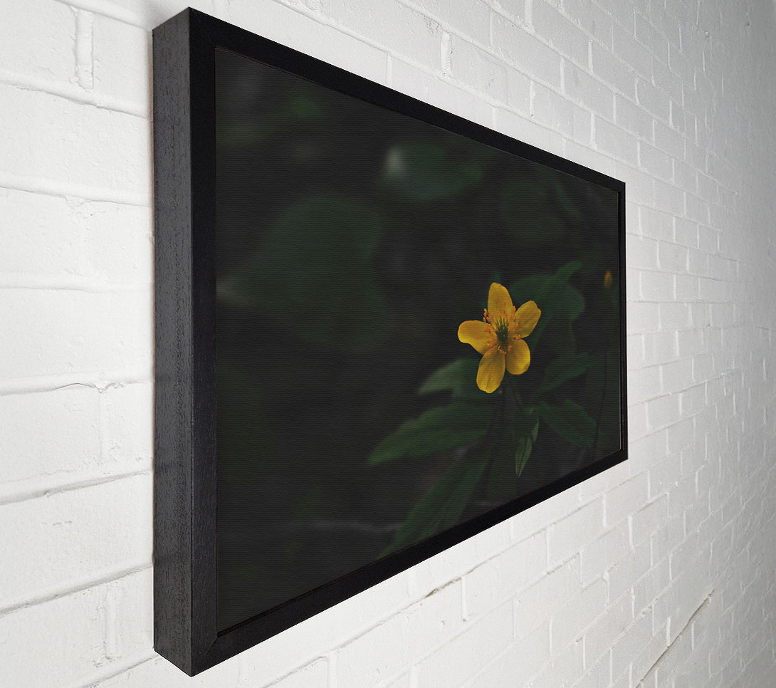 A Canvas Print of Golden Bloom In Shadow Canvas Wall Art