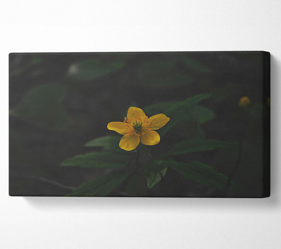  A Canvas Print of Golden Bloom In Shadow Canvas Wall Art