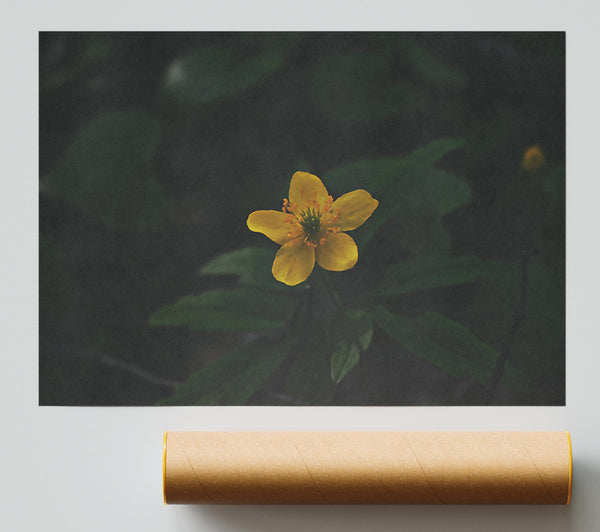 Golden Bloom In Shadow Giclee Print