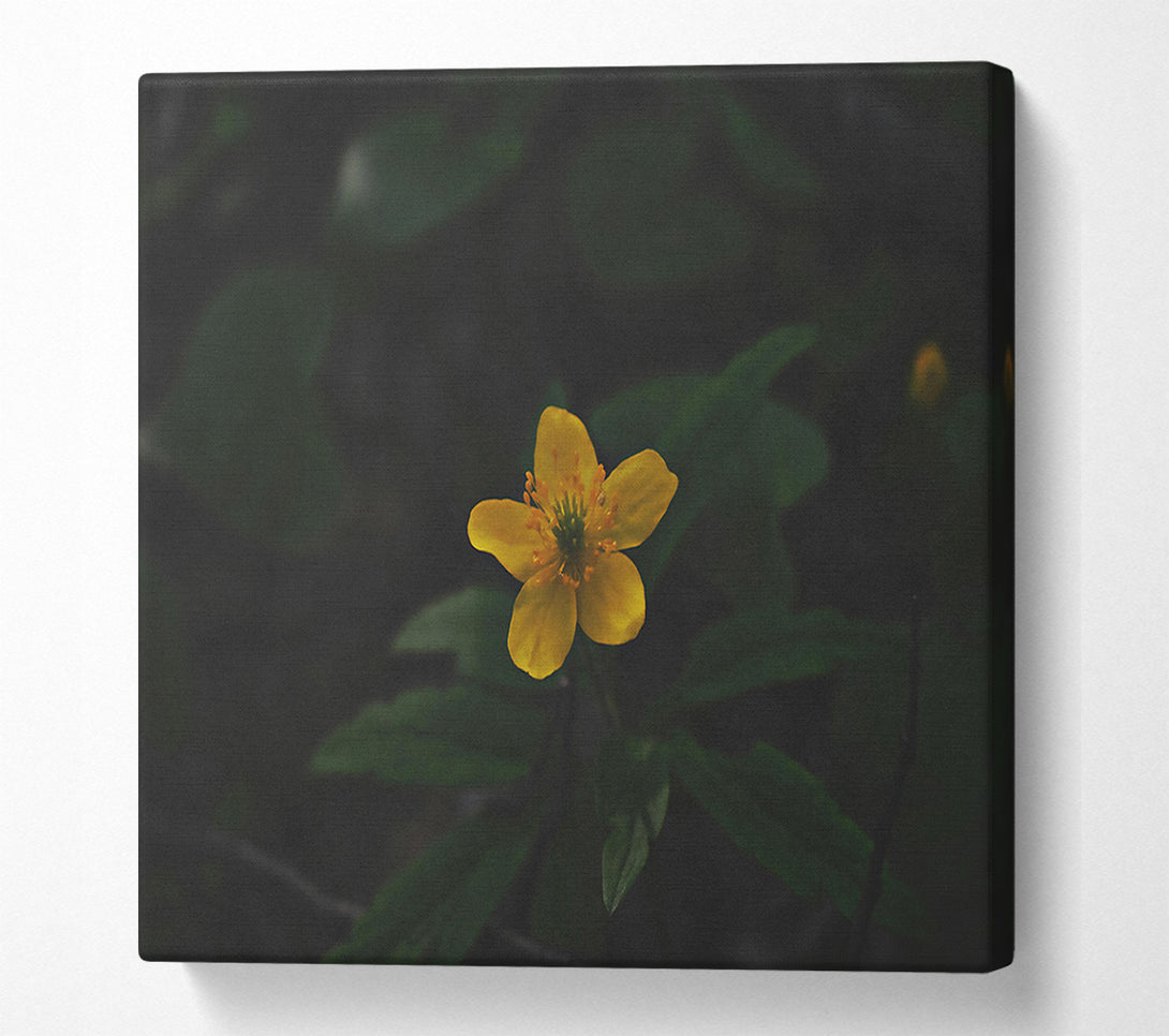  A Canvas Print of Golden Bloom In Shadow Canvas Wall Art