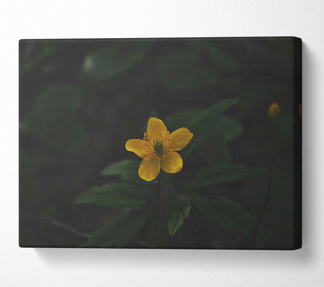  A Canvas Print of Golden Bloom In Shadow Canvas Wall Art