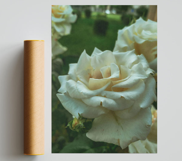 Creamy White Rose Bloom Poster